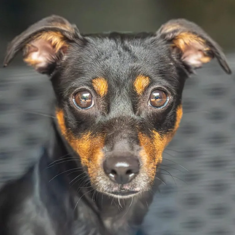 An adult small-sized female Black Mixed Breed dog named Ethel for adoption in Decatur, GA