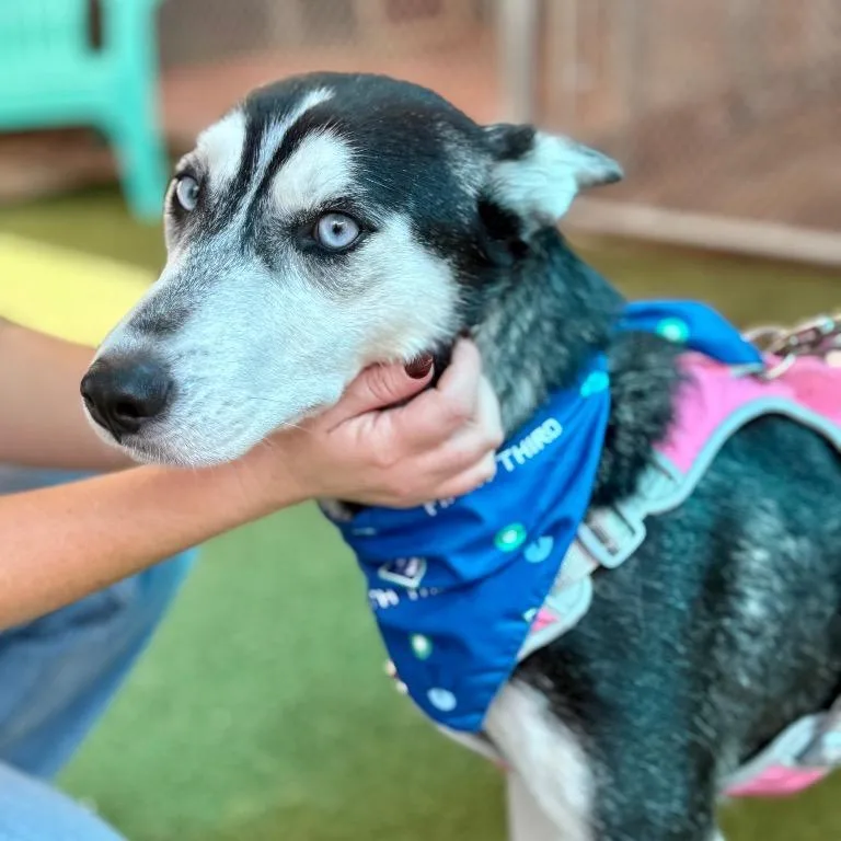 An adult medium-sized female Black Siberian Husky dog named Marimo for adoption in Fort Lauderdale, FL