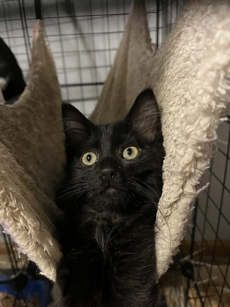 A young medium-sized male Black Domestic Medium Hair cat named Allistar for adoption in Zimmerman, MN