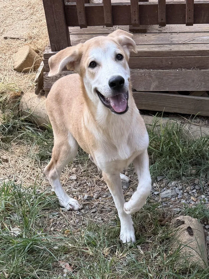 A young medium-sized male Labrador Retriever dog named Hardy for adoption in Wetumpka, AL
