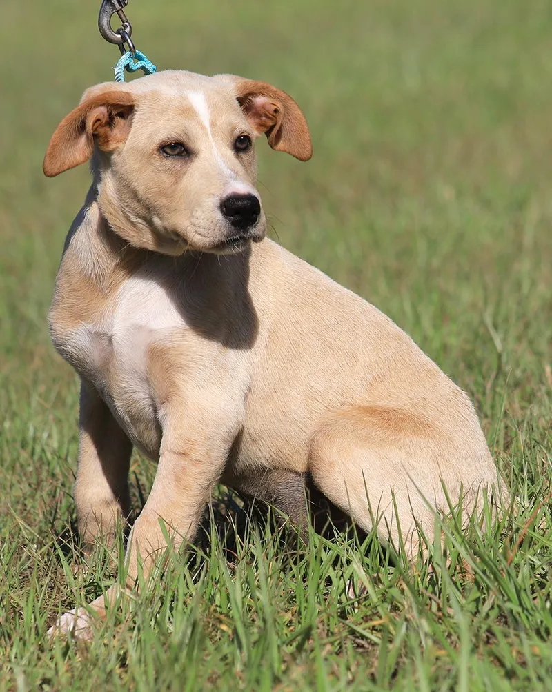 A baby medium-sized female Hound dog named Ginger for adoption in North Fort Myers, FL