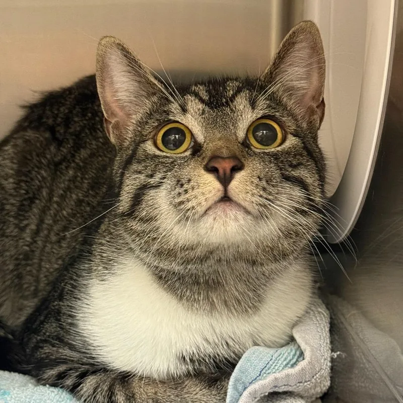 A baby small-sized male Gray / Blue / Silver Domestic Short Hair cat named Ar for adoption in Perkiomenville, PA