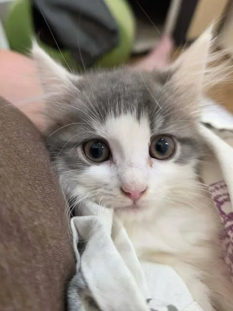 A baby medium-sized female Tabby (Gray / Blue / Silver) Tabby cat named Grace Kelly for adoption in Johnson City, TN