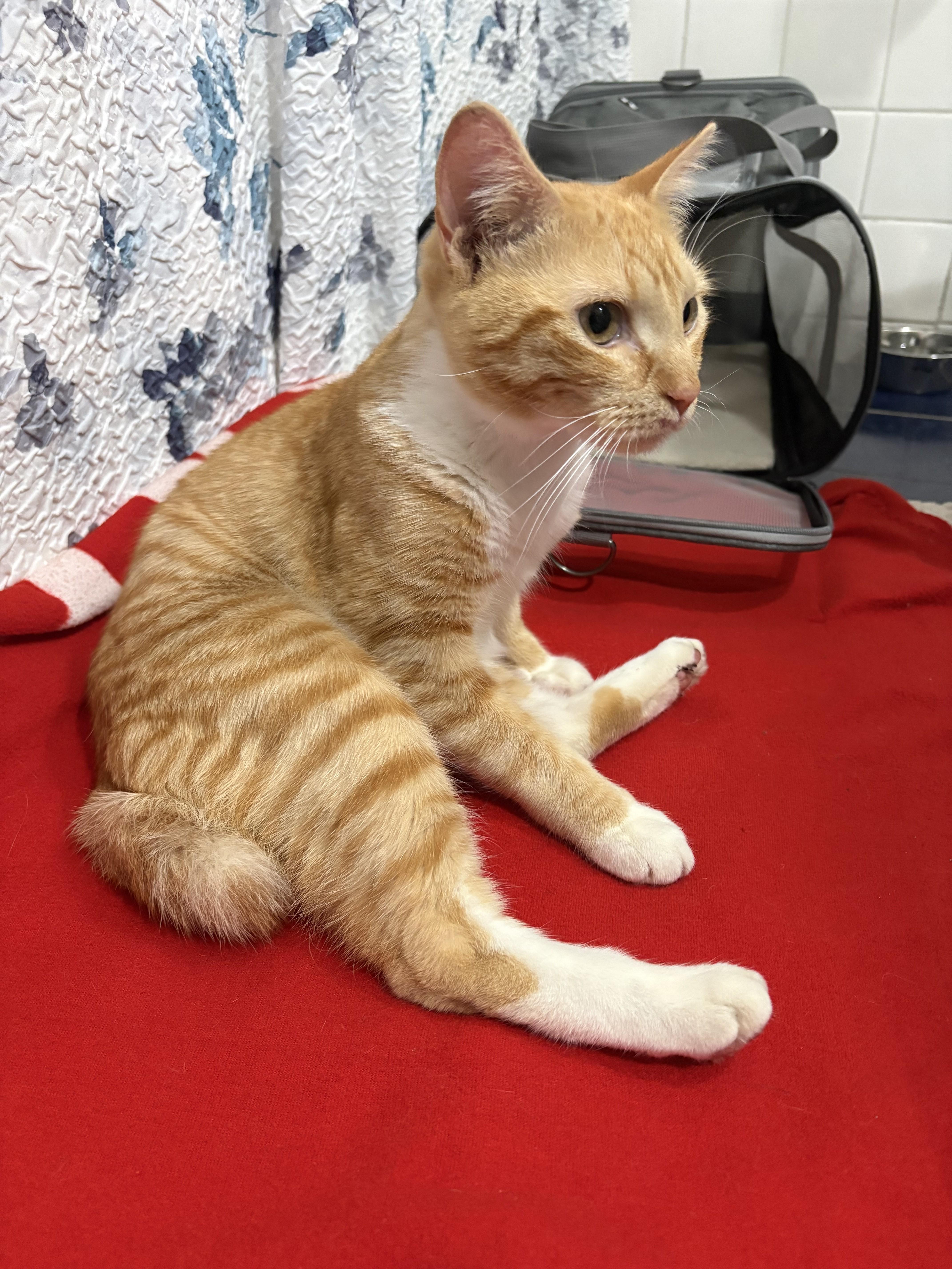 A baby medium-sized male Domestic Short Hair cat named Hobbs for adoption in Albany, NY