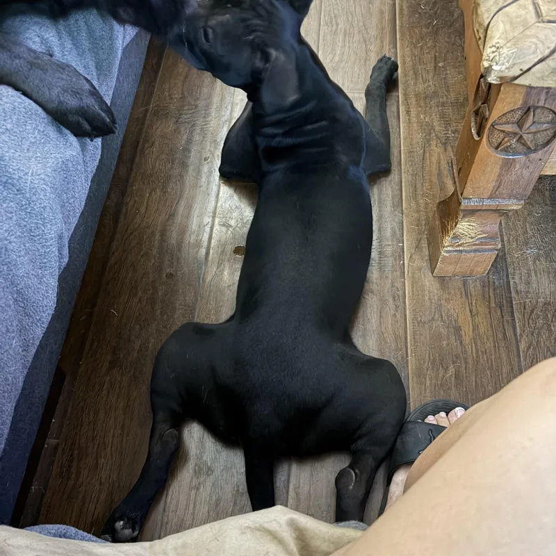 A young medium-sized male American Staffordshire Terrier dog named Chino for adoption in Choctaw, OK