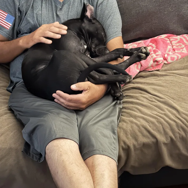 Chino thumbnail 4