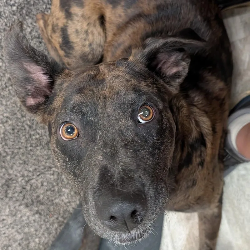 A young medium-sized male Catahoula Leopard Dog dog named Edward Chipperton for adoption in Hollis, NH