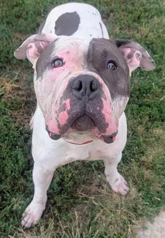 An adult medium-sized male Pit Bull Terrier dog named Mclovin for adoption in Akron, OH