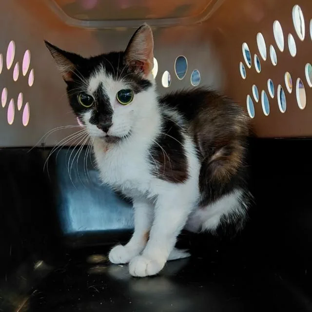 A young small-sized female Domestic Short Hair cat named Robin for adoption in Huntsville, AL