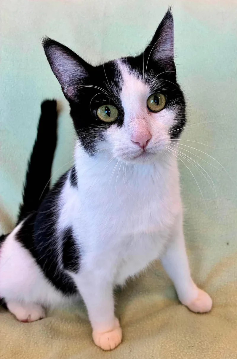 A young medium-sized female Black & White / Tuxedo Domestic Short Hair cat named Fable for adoption in Alexandria, MN