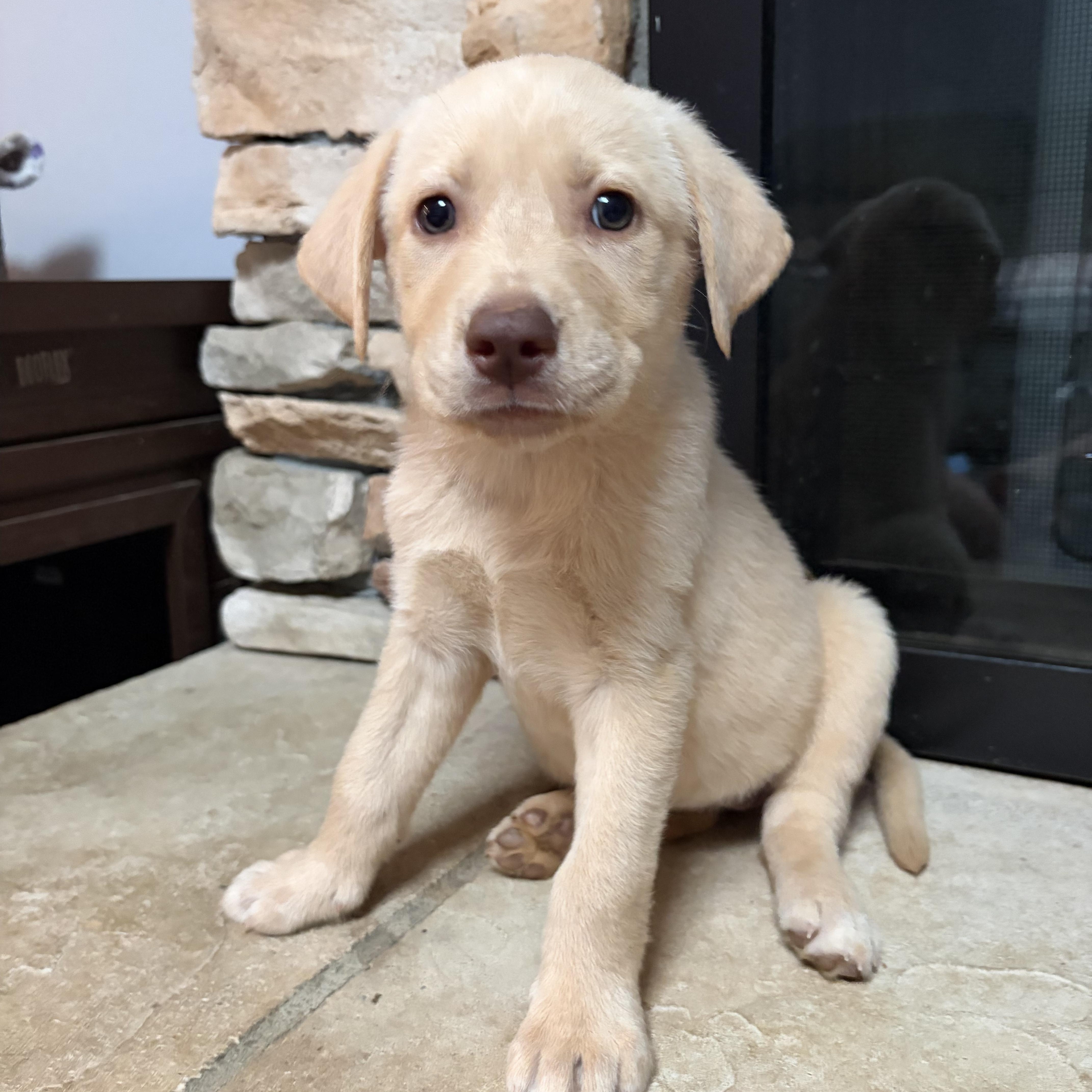 A baby medium-sized female Yellow / Tan / Blond / Fawn Labrador Retriever dog named Queso for adoption in Greensboro, NC