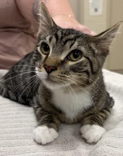 A baby small-sized male Domestic Short Hair cat named Cozi Q for adoption in Fishers, IN