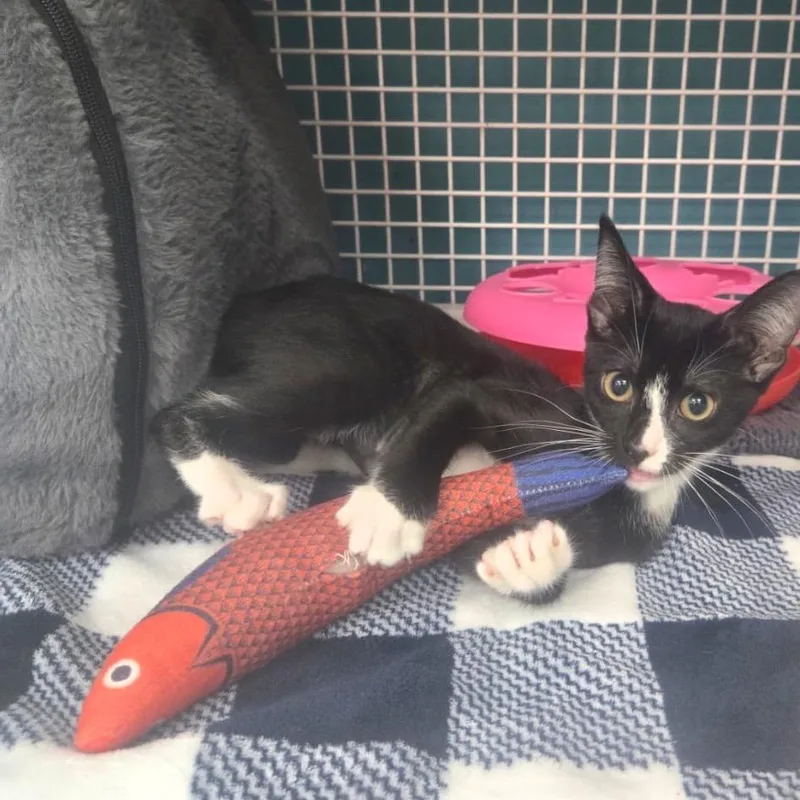 A baby small-sized male Black Domestic Short Hair cat named Dolly for adoption in Middle Village, NY