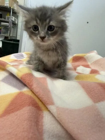 An adult small-sized female Domestic Short Hair cat named Penni for adoption in Spruce Pine, NC