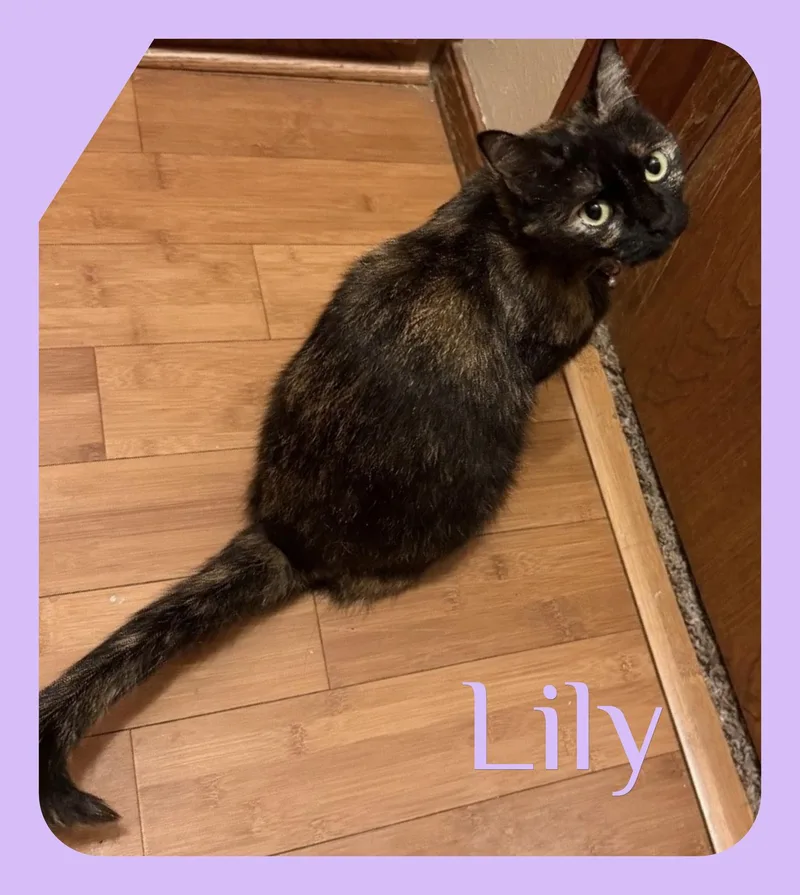 An adult medium-sized female Tortoiseshell cat named Lily for adoption in Lawton, OK