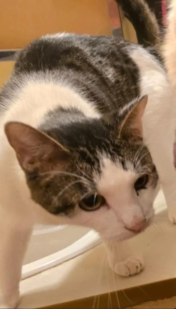 A young medium-sized male Gray & White Domestic Short Hair cat named S'mores for adoption in Price, UT