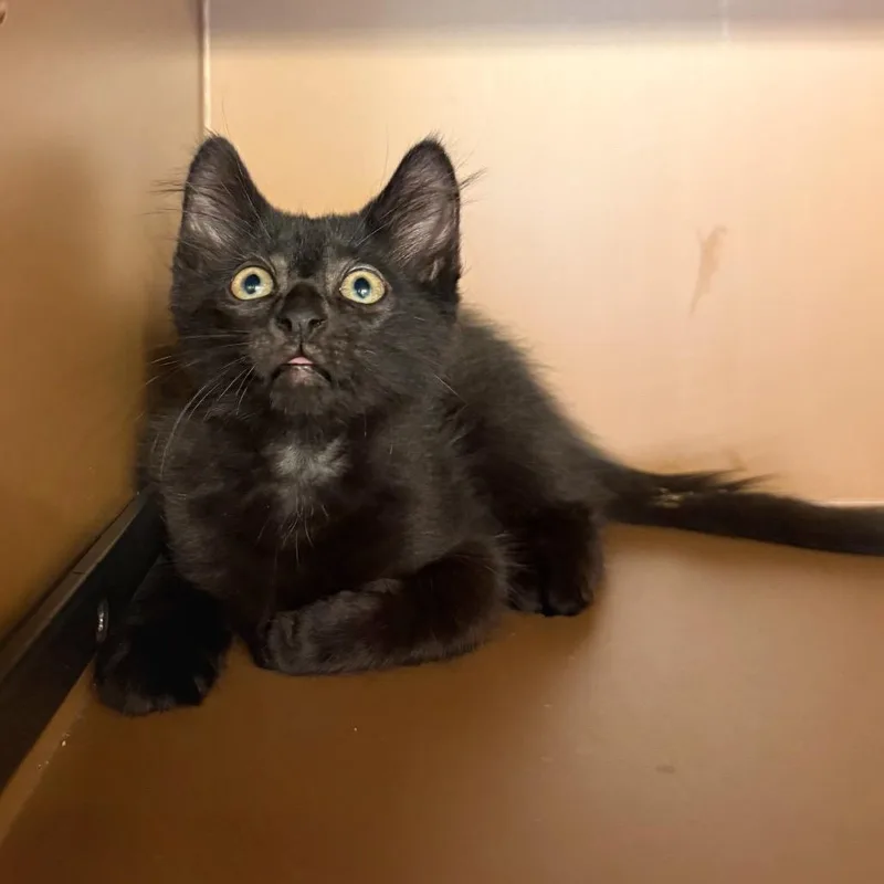 A baby small-sized male Black Domestic Short Hair cat named Persimmon for adoption in Naples, FL
