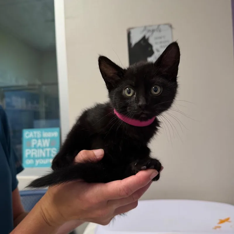 A baby small-sized female Black Domestic Short Hair cat named Mitzy for adoption in Englewood, FL