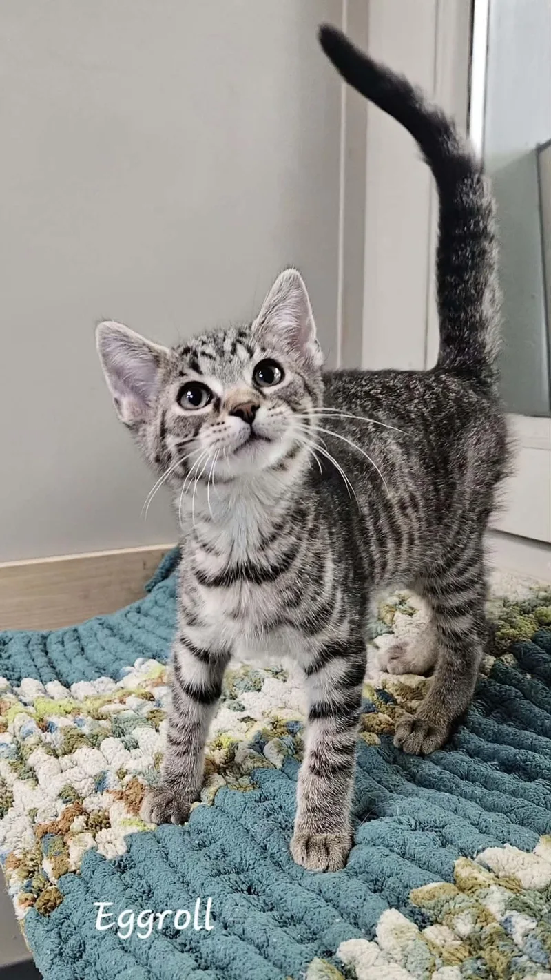 A baby medium-sized male Tabby (Brown / Chocolate) Domestic Short Hair cat named Eggroll for adoption in Wapakoneta, OH