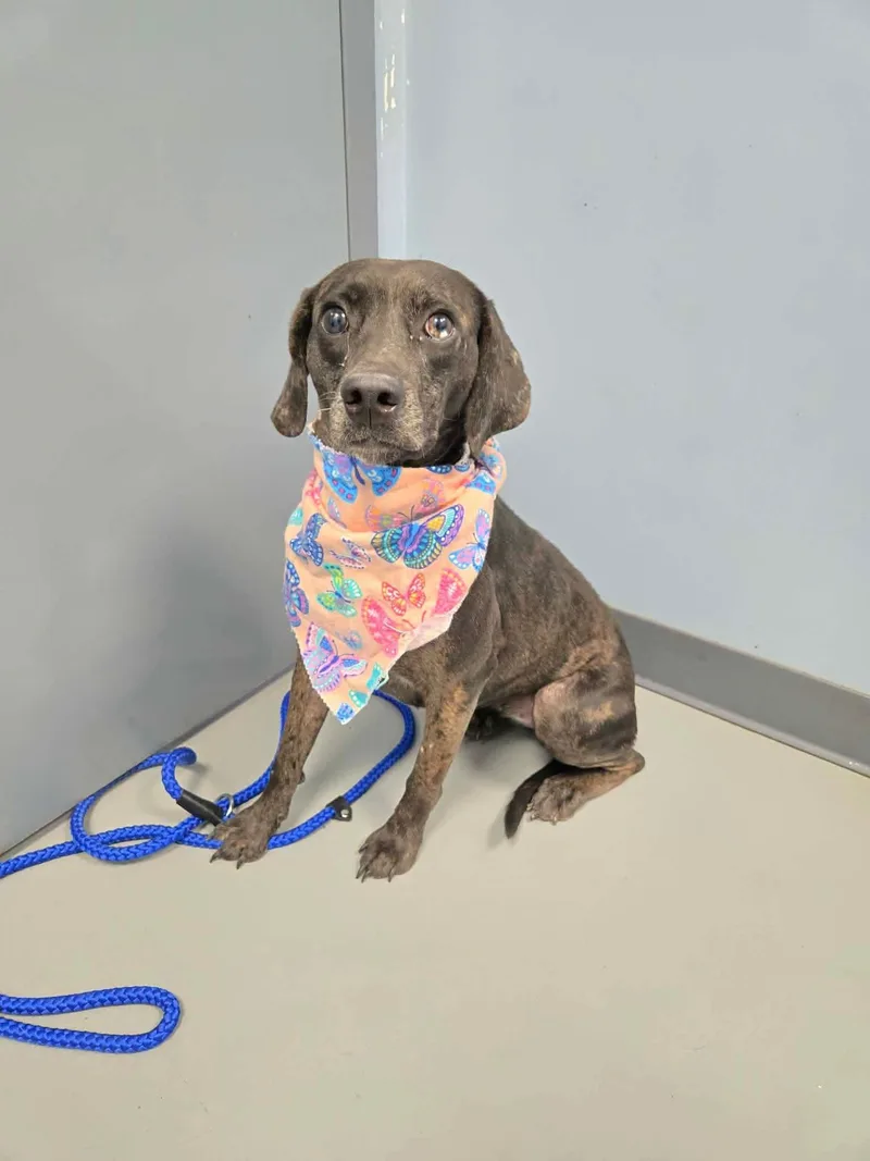A young medium-sized female Terrier dog named Stormi for adoption in Zanesville, OH