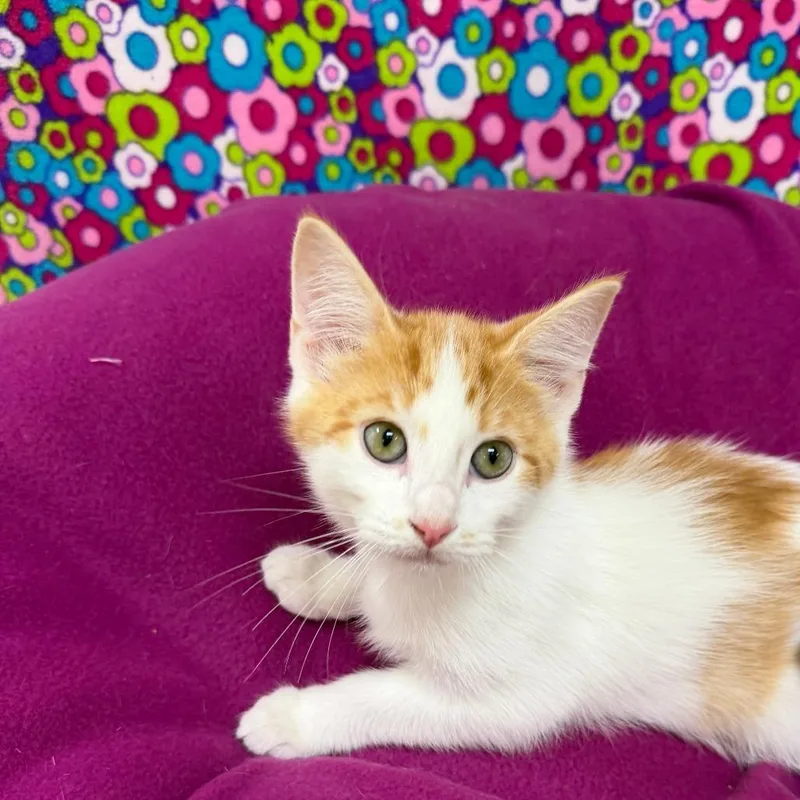 A baby small-sized male Orange / Red Domestic Short Hair cat named Dino for adoption in Deerfield, IL