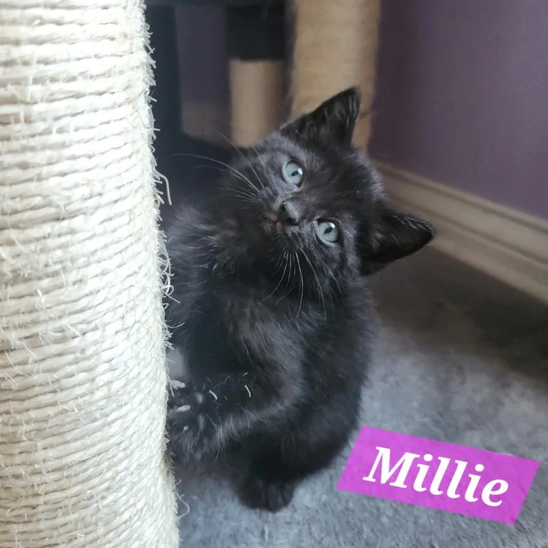 A baby small-sized female Black Domestic Short Hair cat named Millie for adoption in La Grange, KY