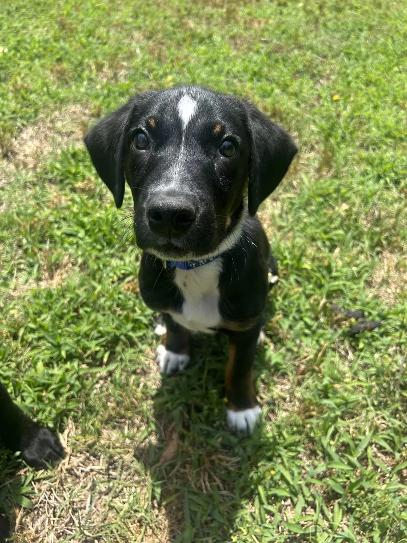 A baby medium-sized male Black Hound dog named Glacier for adoption in Richmond, VA