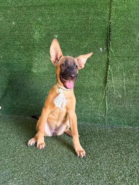 A baby small-sized female Belgian Shepherd / Malinois dog named Piglet for adoption in Lancaster, CA
