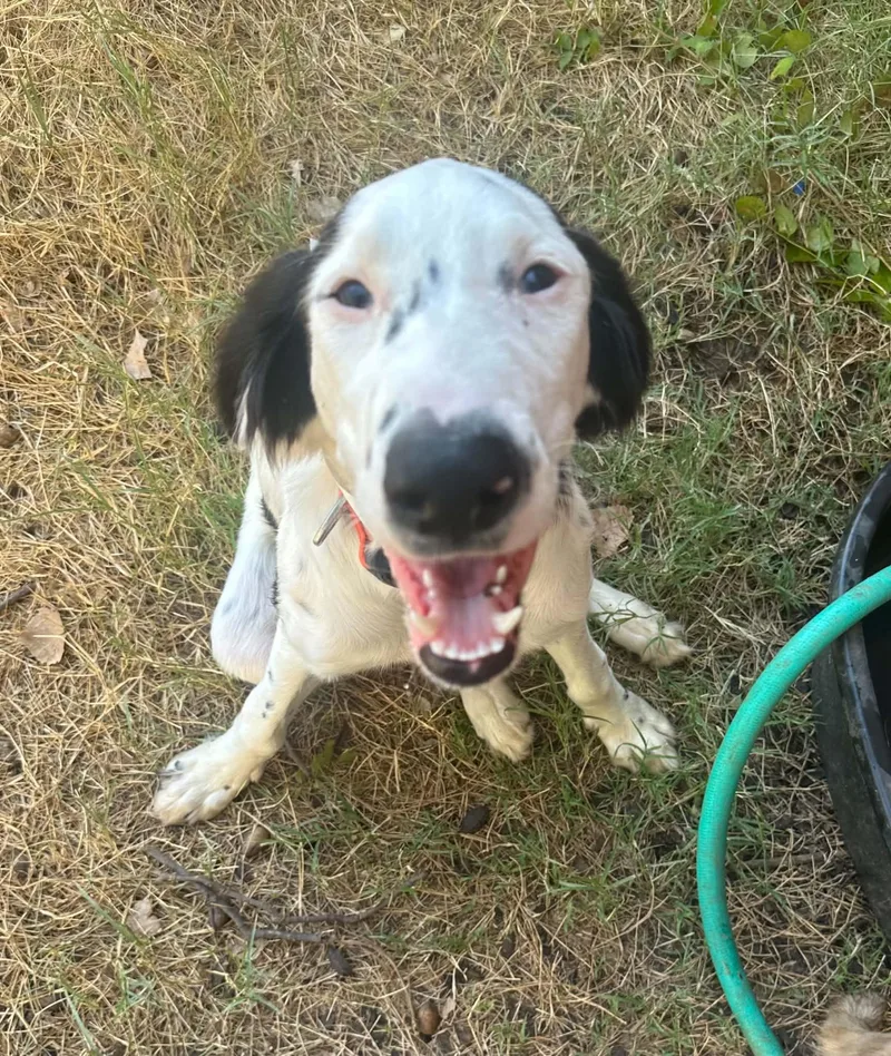 A young medium-sized female White / Cream Dalmatian dog named Birdie for adoption in Oklahoma City, OK