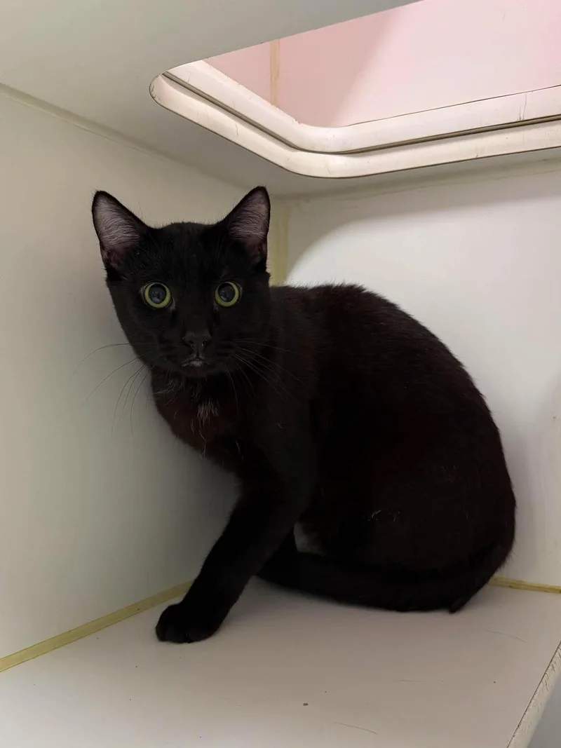 A young medium-sized male Black Domestic Short Hair cat named Raven B for adoption in Leitchfield, KY