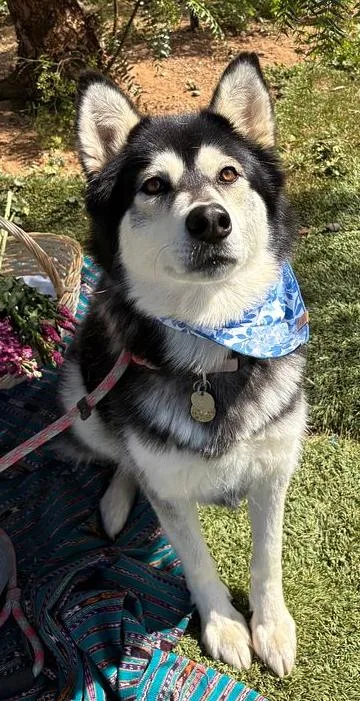 An adult medium-sized female Bicolor Alaskan Malamute dog named Kayla for adoption in Studio City, CA