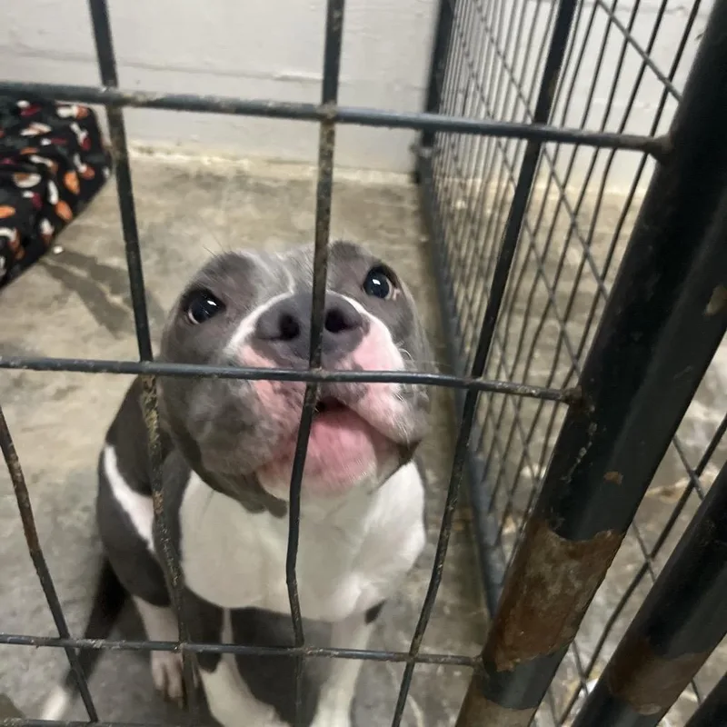 An adult medium-sized female Gray / Blue / Silver Terrier dog named Eva for adoption in Clanton, AL