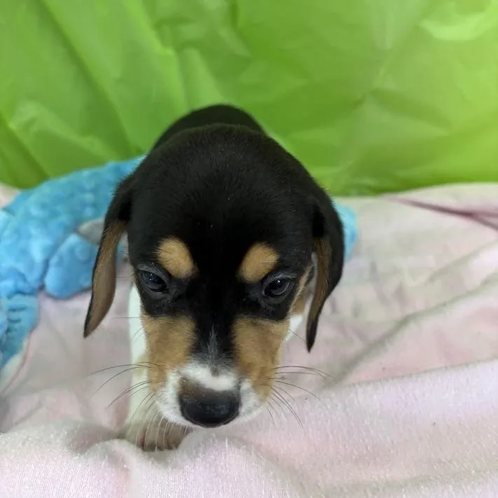A baby small-sized male White / Cream Beagle dog named Tangelo for adoption in North Charleston, SC