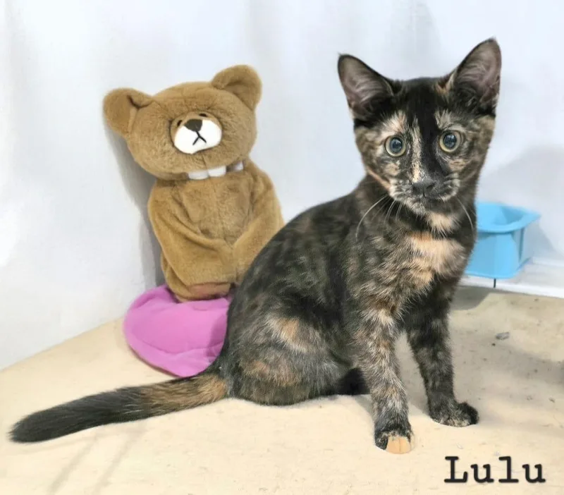 Lulu thumbnail 3