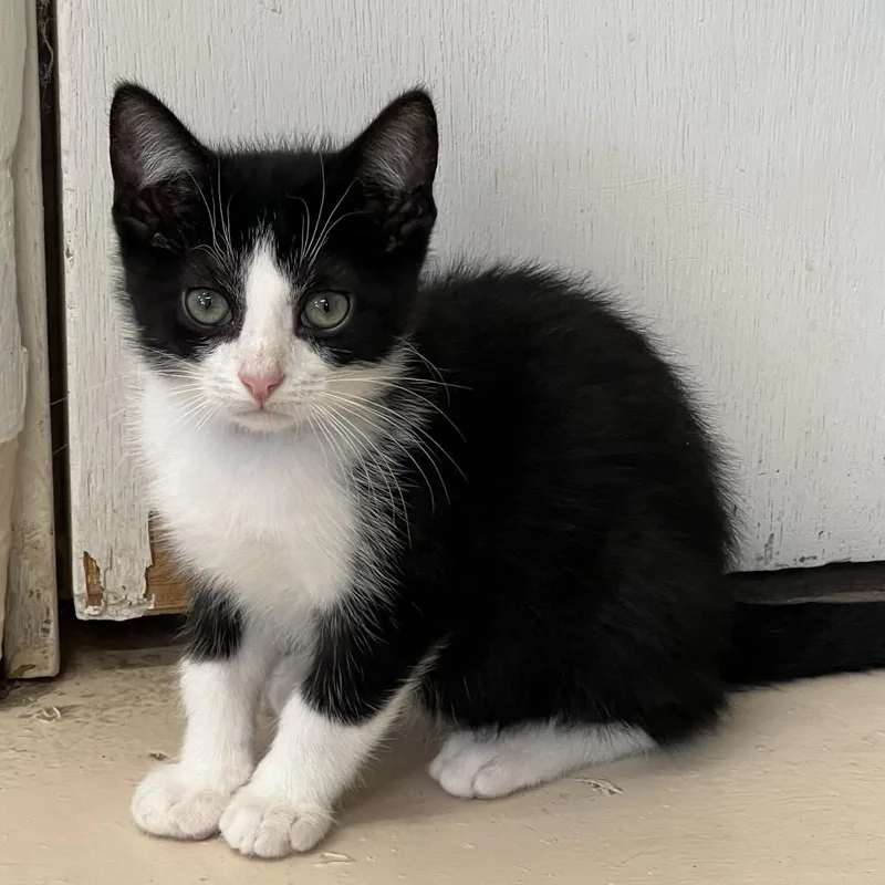 A baby small-sized male Black Domestic Short Hair cat named Luigi for adoption in Delaware, OH