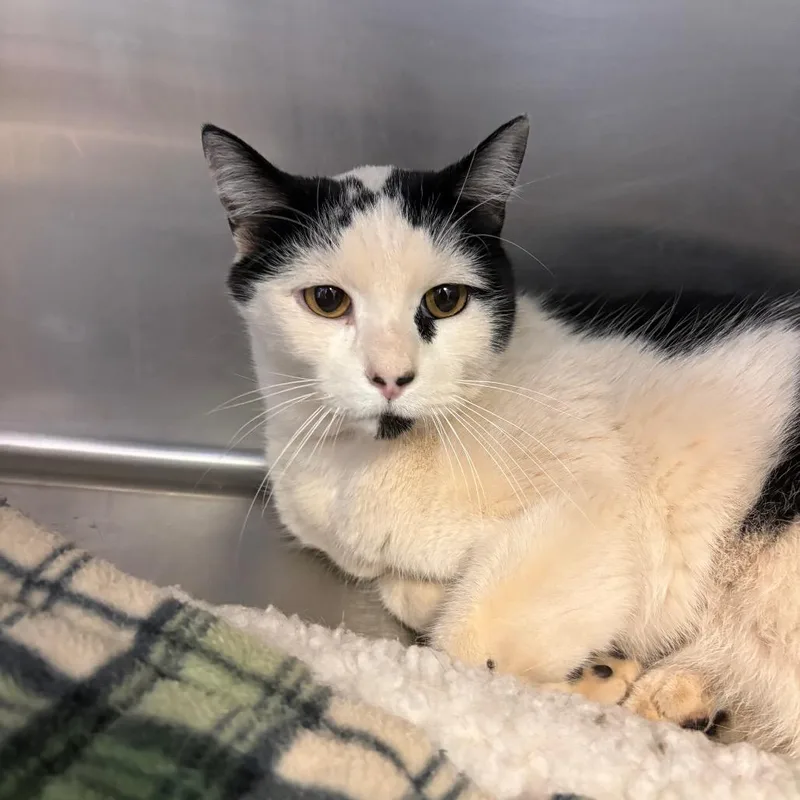 An adult medium-sized male Black & White / Tuxedo Domestic Short Hair cat named Parsley for adoption in Grass Valley, CA