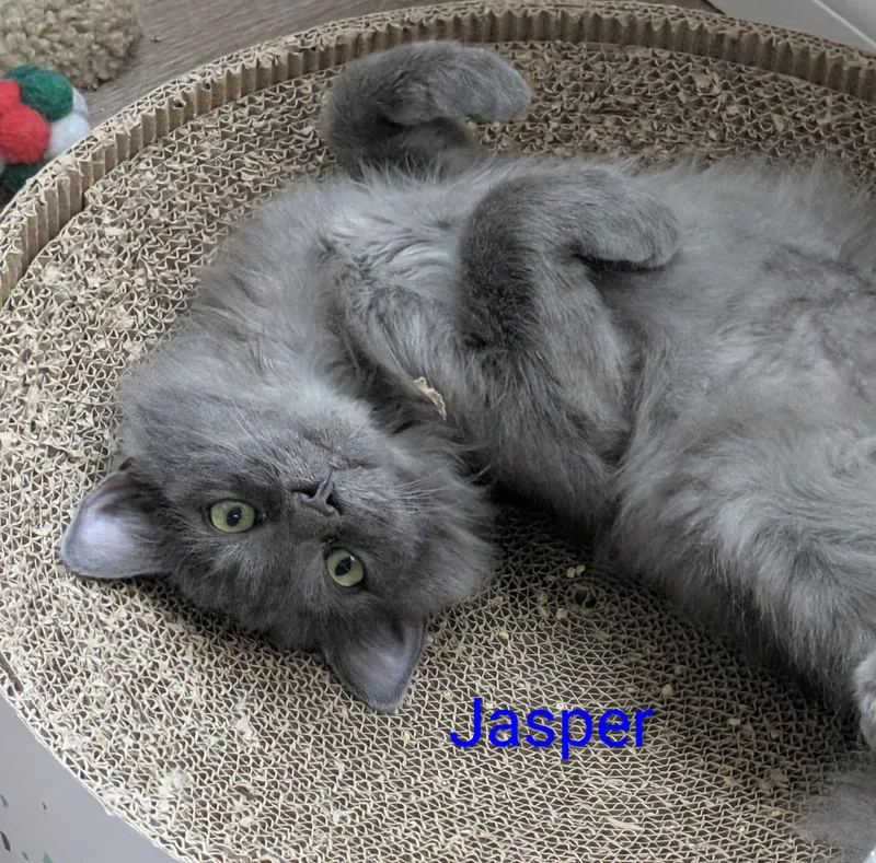 Jasper