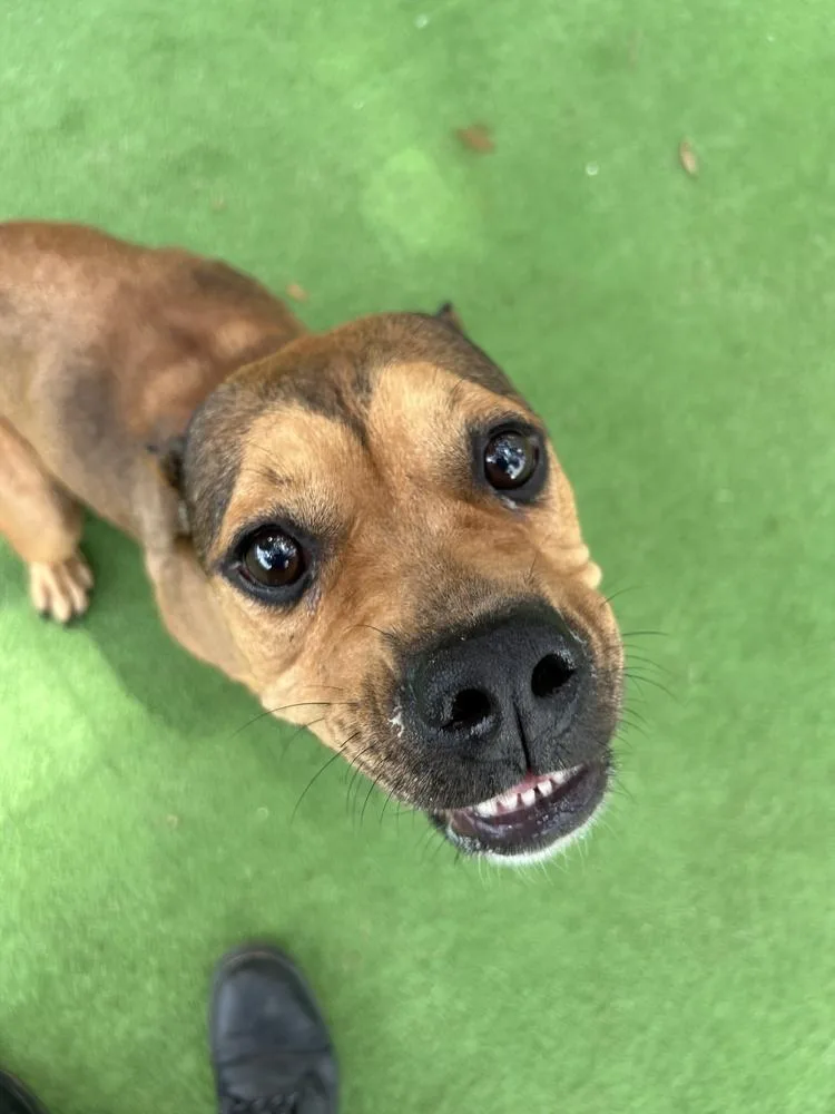 An adult medium-sized female Brindle American Bulldog dog named Rhoda for adoption in Lakeland, FL