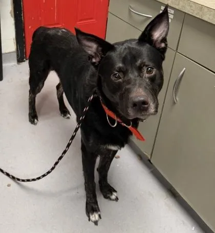An adult large-sized male Mixed Breed dog named Barry for adoption in West Chester, PA
