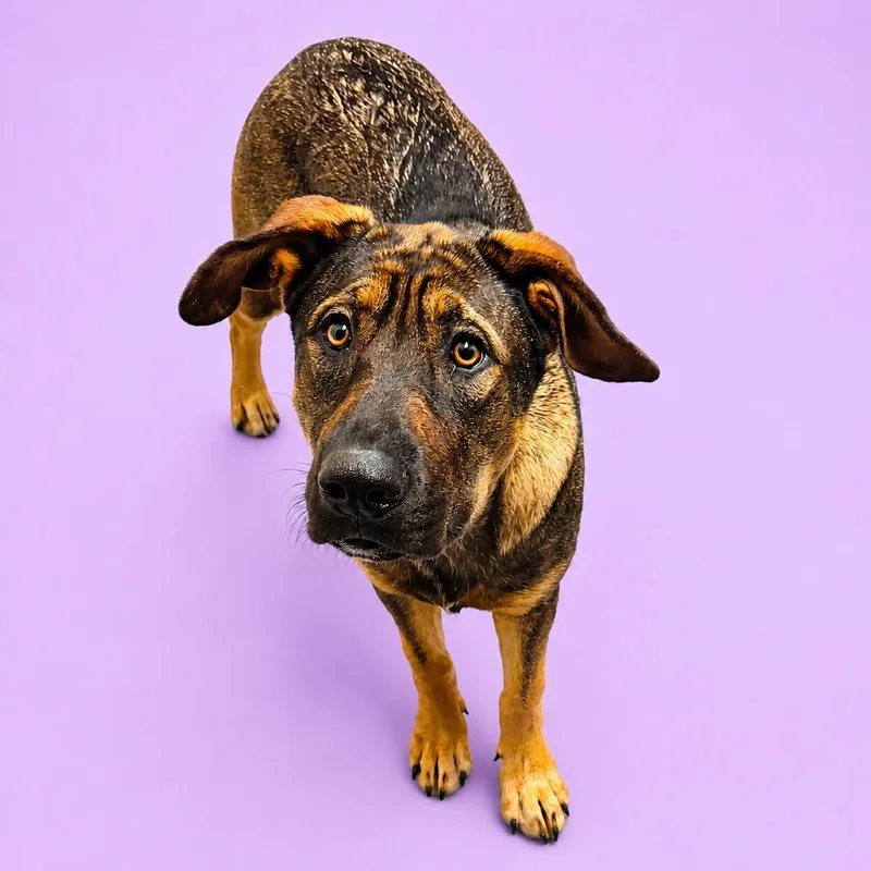 A young large-sized female Brown / Chocolate German Shepherd Dog dog named Mai Tai for adoption in Concord, NC