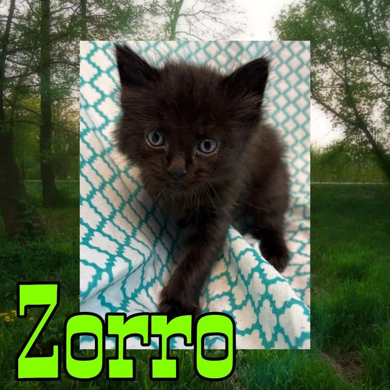A baby small-sized male Black Domestic Medium Hair cat named Zorro for adoption in Royse City, TX