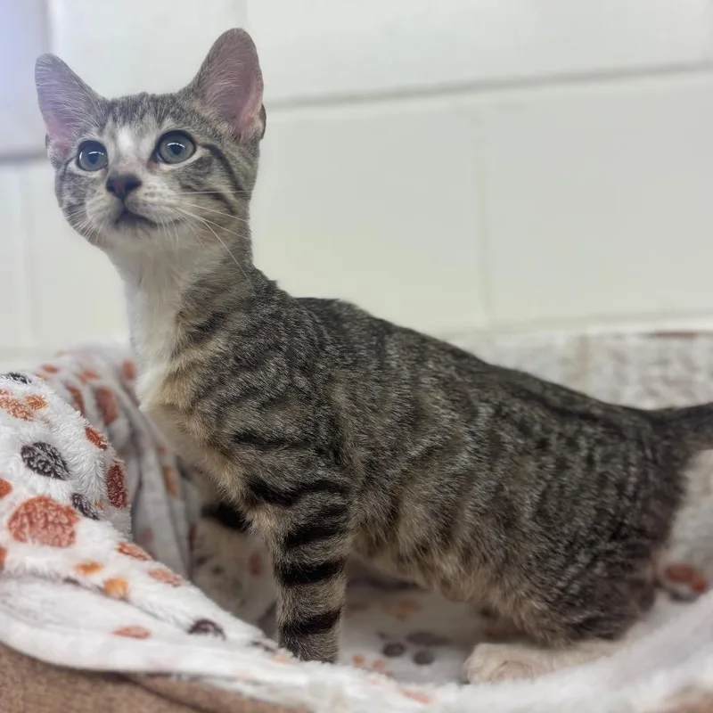 A baby small-sized male Brown / Chocolate Domestic Short Hair cat named Carisi for adoption in Marshalltown, IA