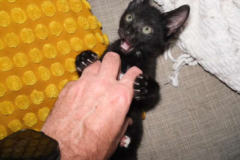A baby small-sized male Black Domestic Short Hair cat named Jimson & Stewart for adoption in brooklyn, NY