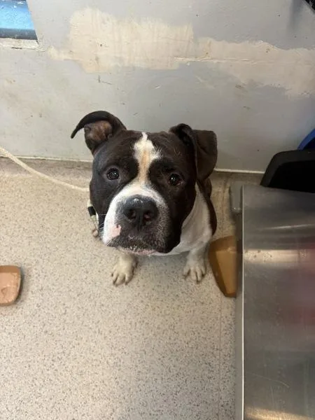 An adult large-sized male Mixed Breed dog named Spades for adoption in New York, NY