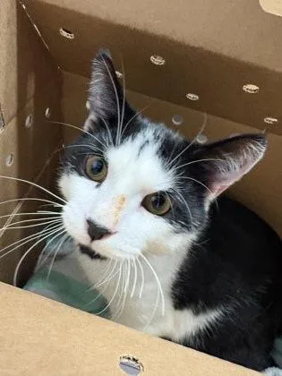 An adult large-sized male Domestic Short Hair cat named Duke for adoption in West Chester, PA