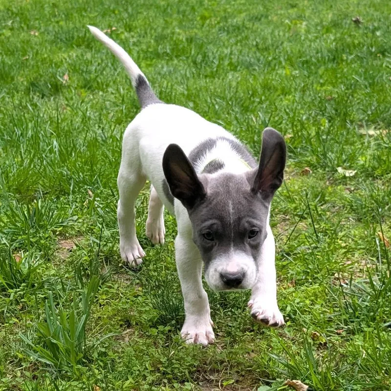 Birdie pup  Talon thumbnail 2