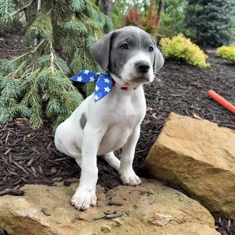 Birdie pup  Talon thumbnail 5