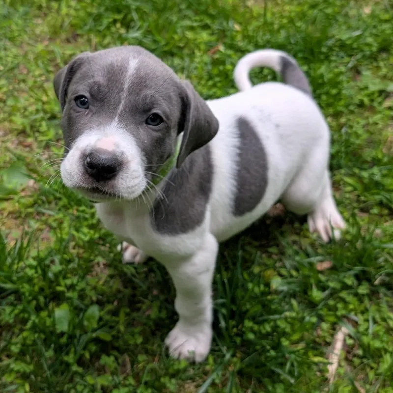 Birdie pup  Talon thumbnail 6