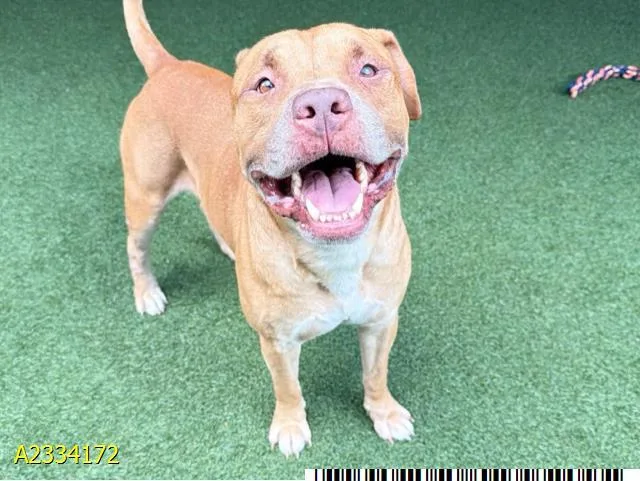 An adult medium-sized male Mixed Breed dog named Willie for adoption in West Palm Beach, FL