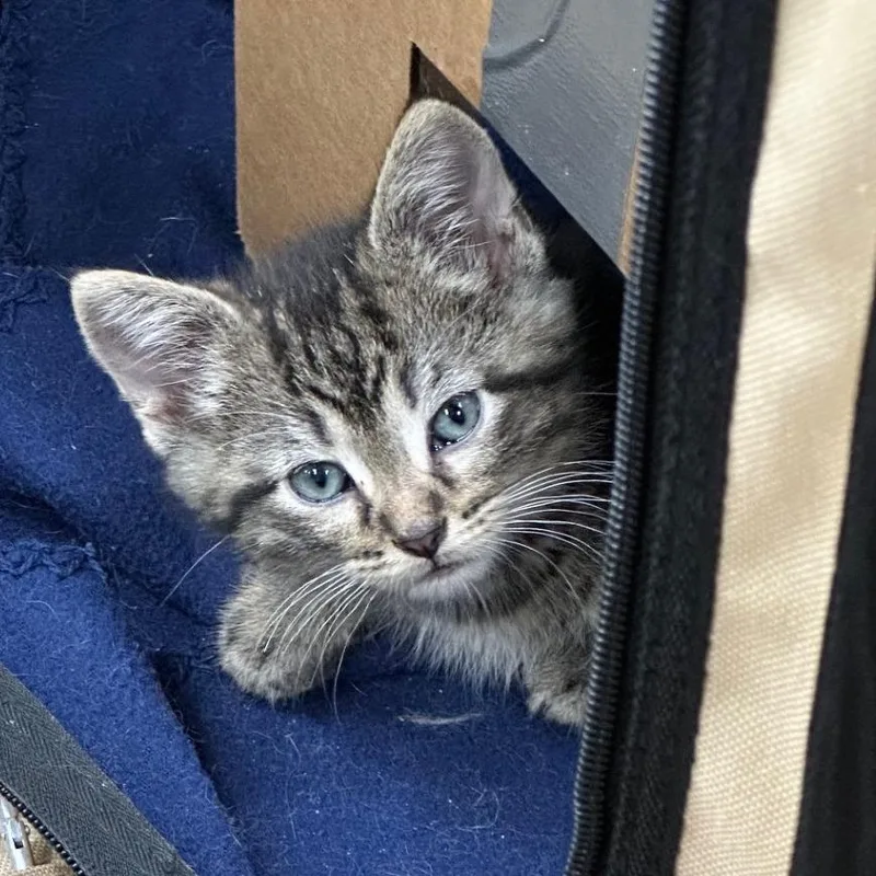 A baby small-sized male Brown / Chocolate Domestic Short Hair cat named Drax for adoption in Milan, IL